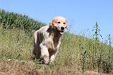 GOLDEN RETRIEVER 078